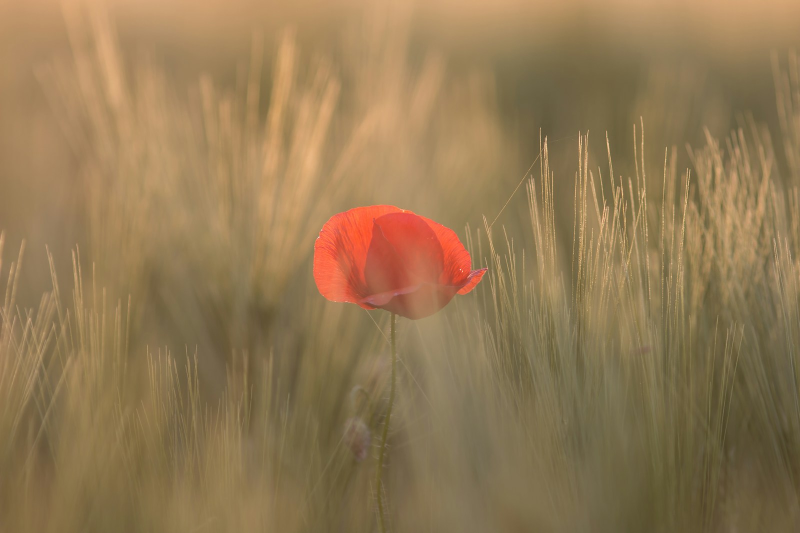 A red petaled flower between grass. It may be in the wrong environment, but that doesn't make it any less beautiful.